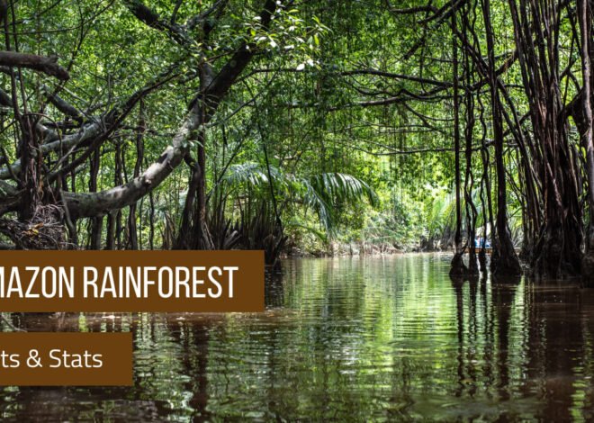 The Vast Majesty of the Amazon Rainforest