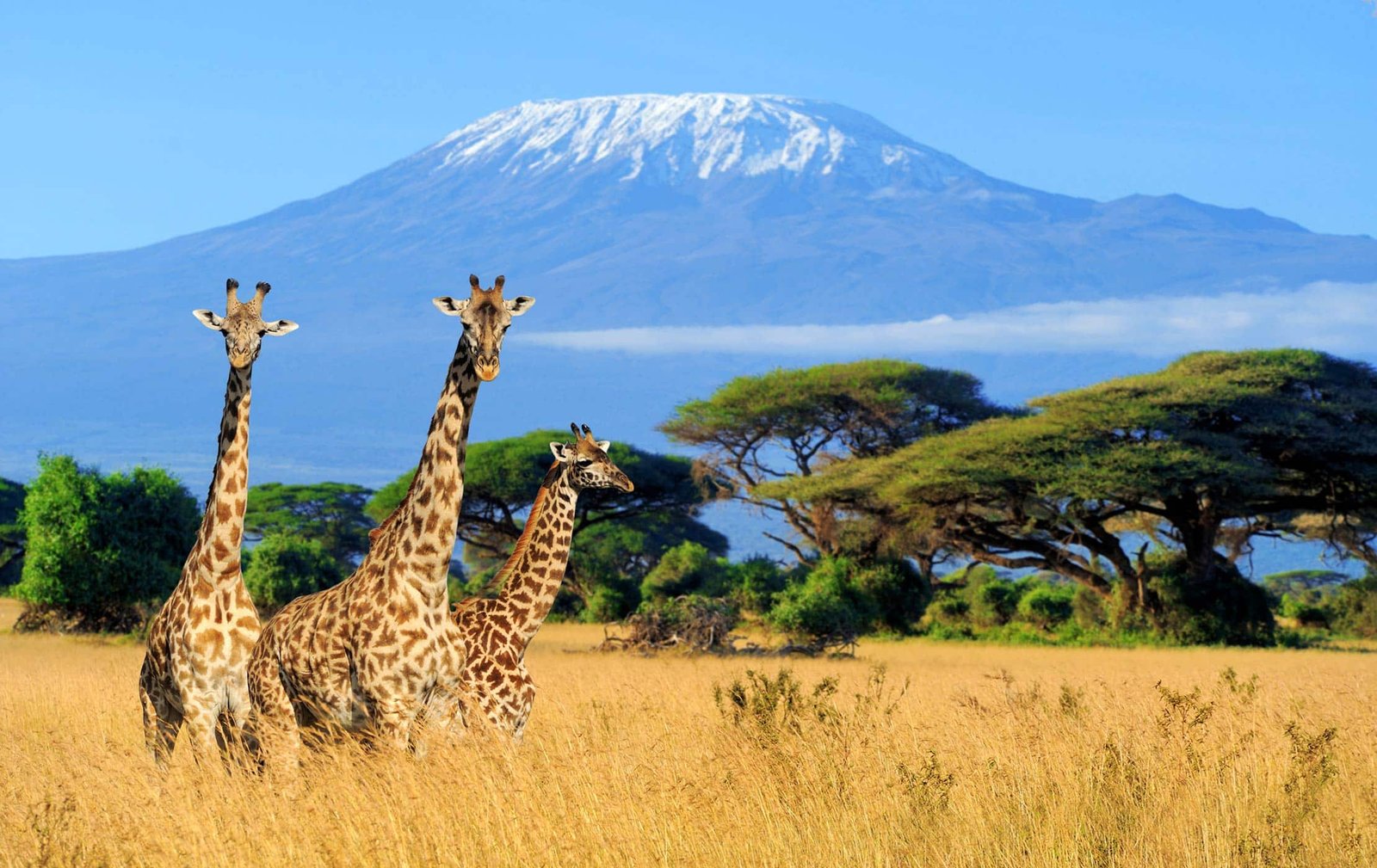 Kilimanjaro: Conquering Africa’s Majestic Peak