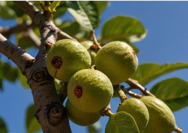 Byadi: Meaning, Origins, and Modern Usage Explained