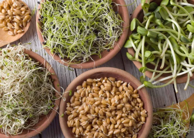 Germinatoire – The Complete Guide to Seed Germination Chambers