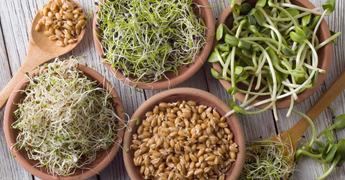 Germinatoire – The Complete Guide to Seed Germination Chambers