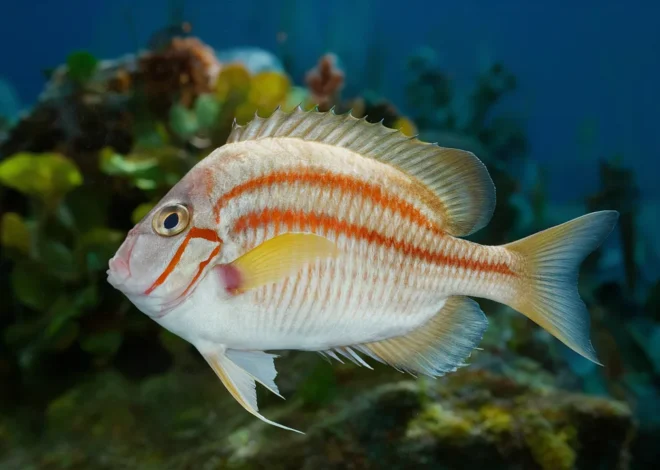 Piragnia: The Mysterious Predator of the River That Fascinates the World