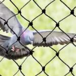 How Pigeon Net Installation in Dubai Protects Your Balcony from Birds
