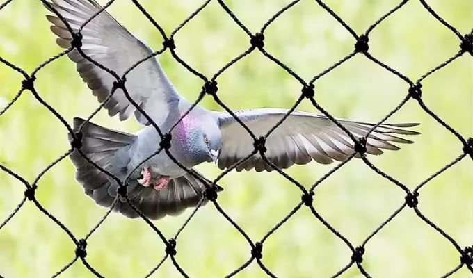 How Pigeon Net Installation in Dubai Protects Your Balcony from Birds