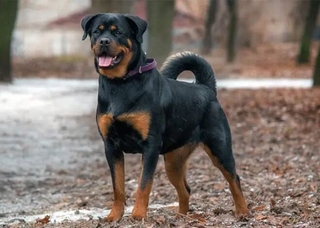 Rodwajlery: The Complete Guide to Understanding Its Meaning, Value, and Growing Popularity