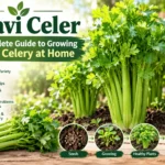 pravi celer